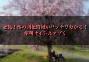 必見!桜の開花情報がバッチリ分かる!便利サイト&アプリ